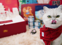 “留守宠物”过年吃喝拉撒全套配齐，天猫国际进口猫粮、智能猫厕所热销